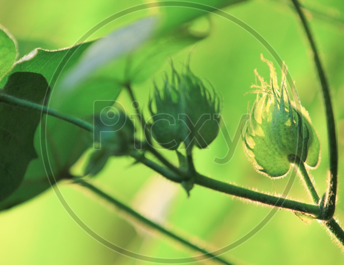 Cotton Balls Growing on a Plant Closeup Shot