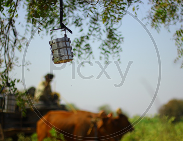 A Lunch Box / Steel Food  Carrier  hanged to tree by a Farmer in his Field with a Bullock cart in Background