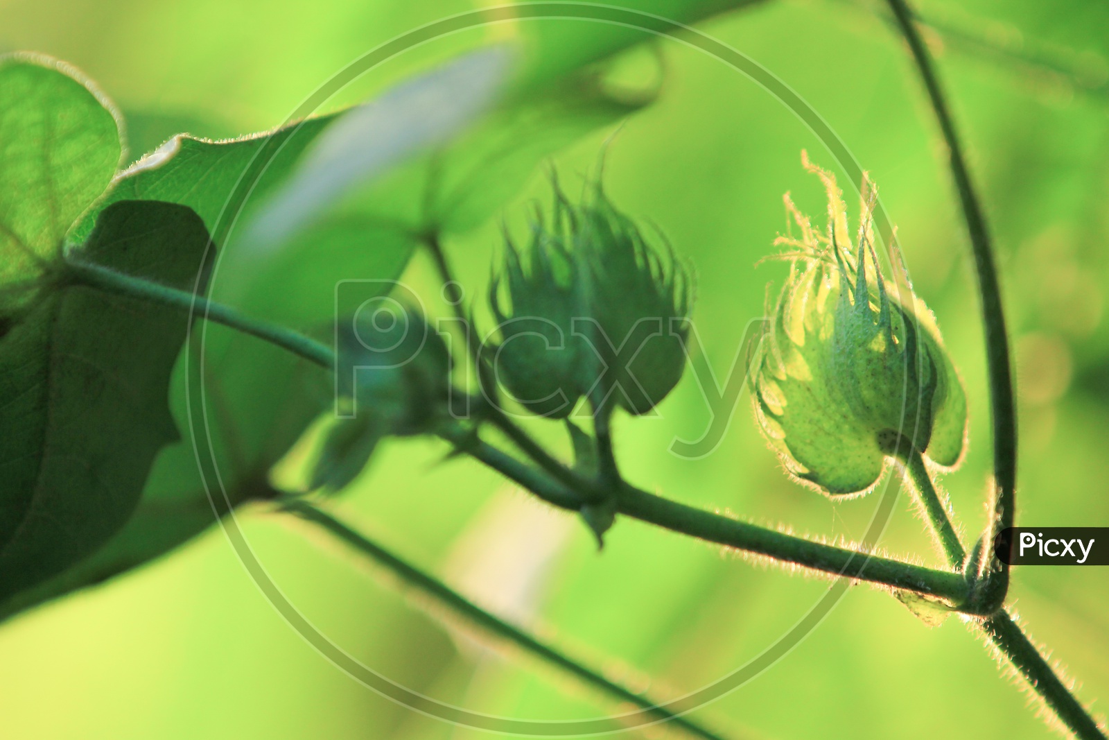 Image of Cotton Balls Growing on a Plant Closeup ShotMP180392Picxy
