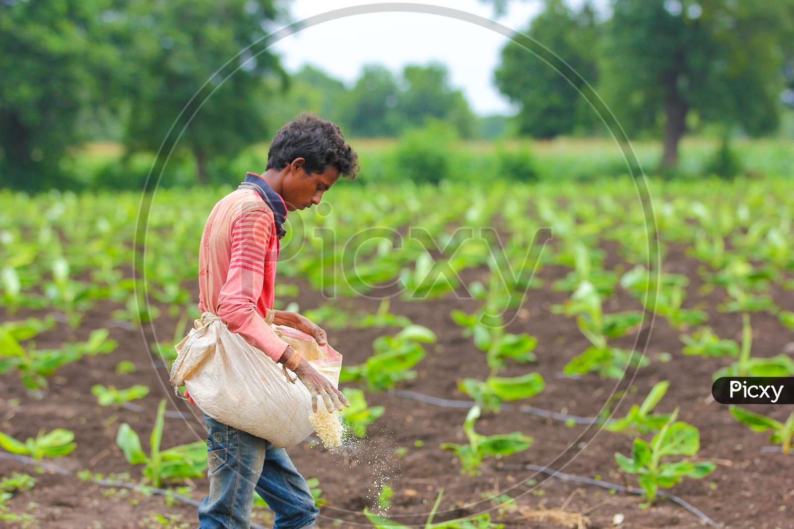 A Farmer Giving Granulated Fertilizers to a Young Banana Plant