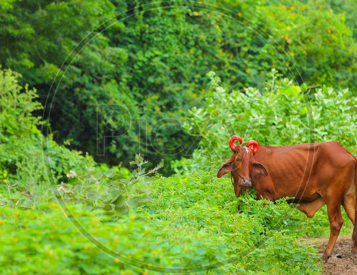 A Ox looking towards the camera with greenery in the background