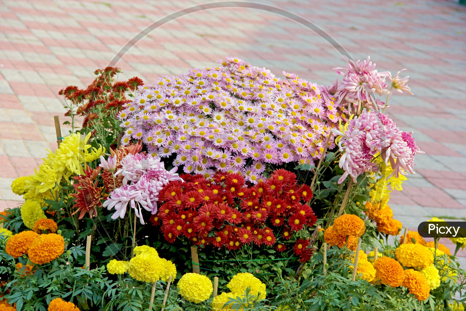 Colourfull Chrysanthemum Growinng  in Garden