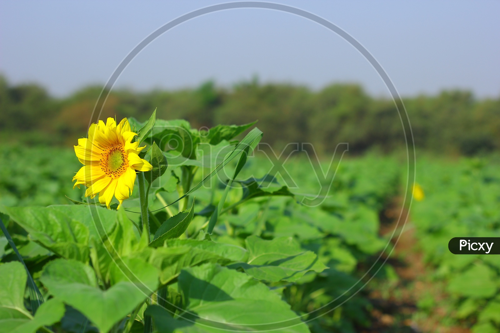 Sunflower Blooming in an Agricultural Feild / Sunflower in a Natural Green Feild  Background