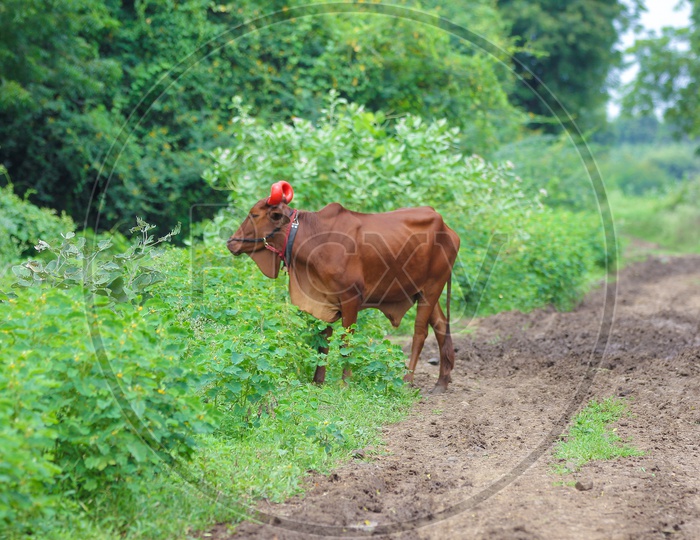 Indian Bull in Agricultural feild