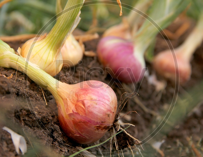Red Onions Freshly Farmed Placed on Soil in a Field