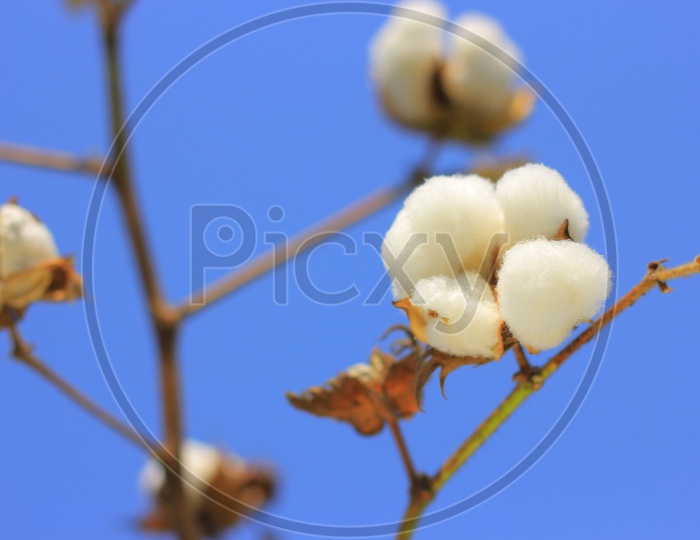 Image of Cotton plantHE518206Picxy