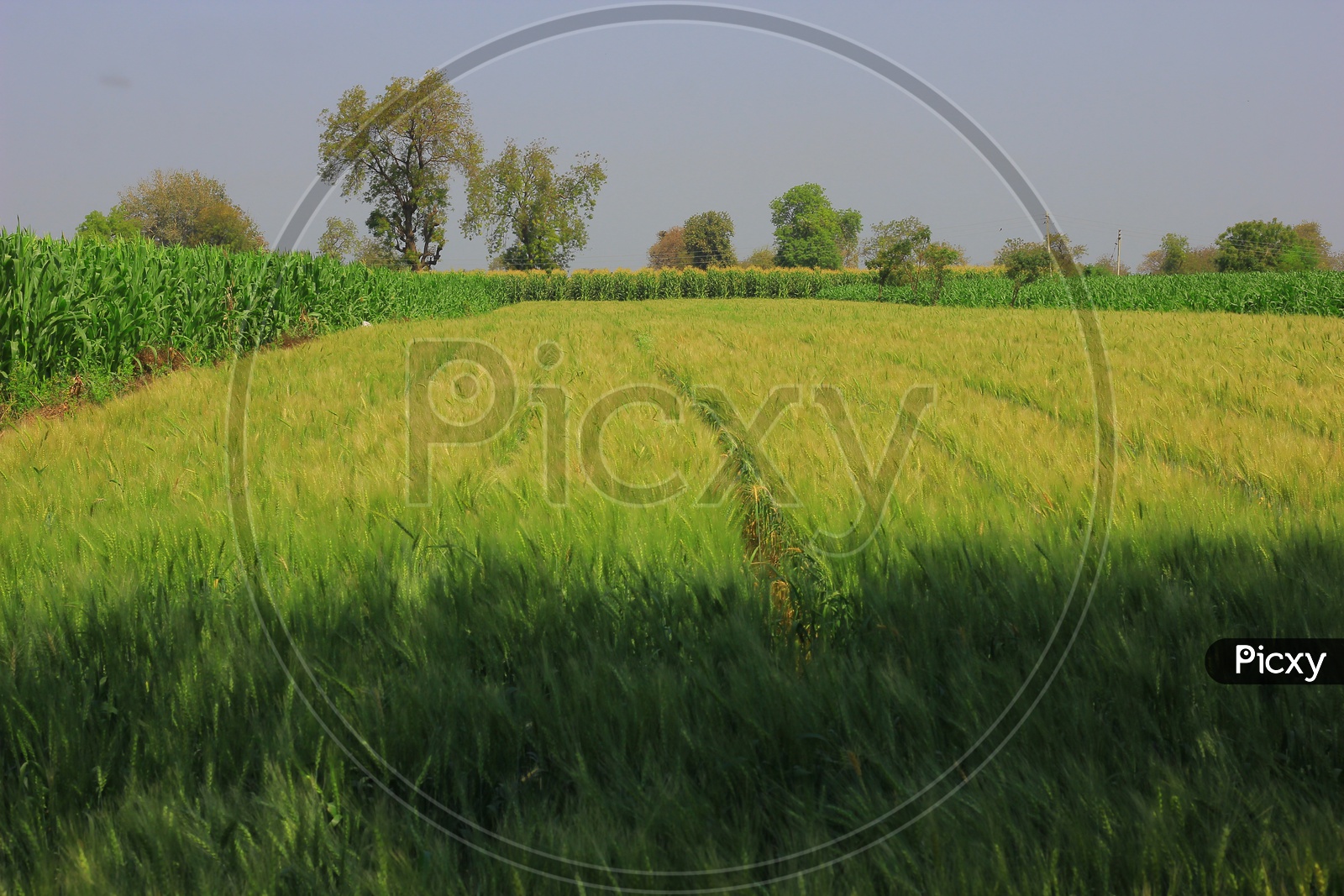 Indian Corn Harvesting Closeup Shots in Field