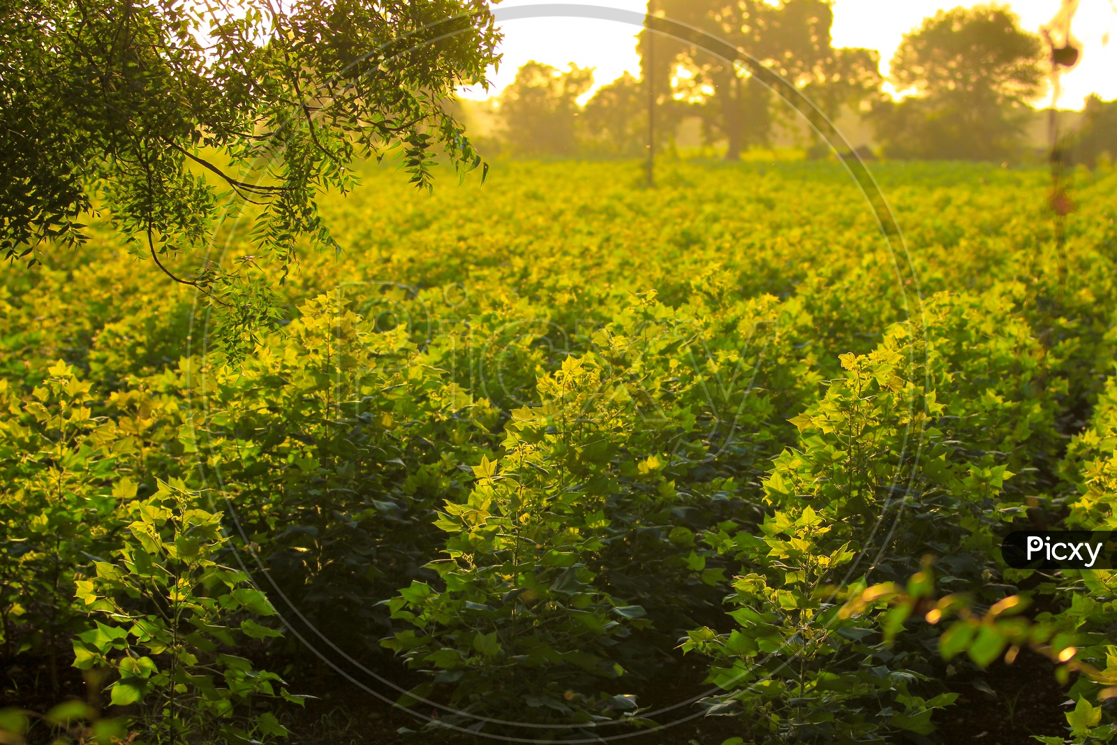 Green Cotton Crop Fields in India with Golden Sunlight on Plants