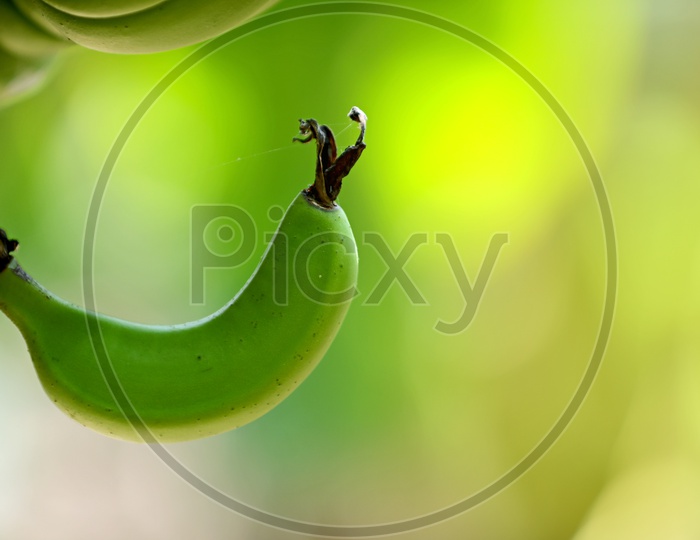 A Single Banana Growing On Tree  Closeup Shot