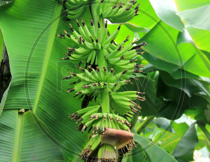 Young Bananas Blooming on a Tree