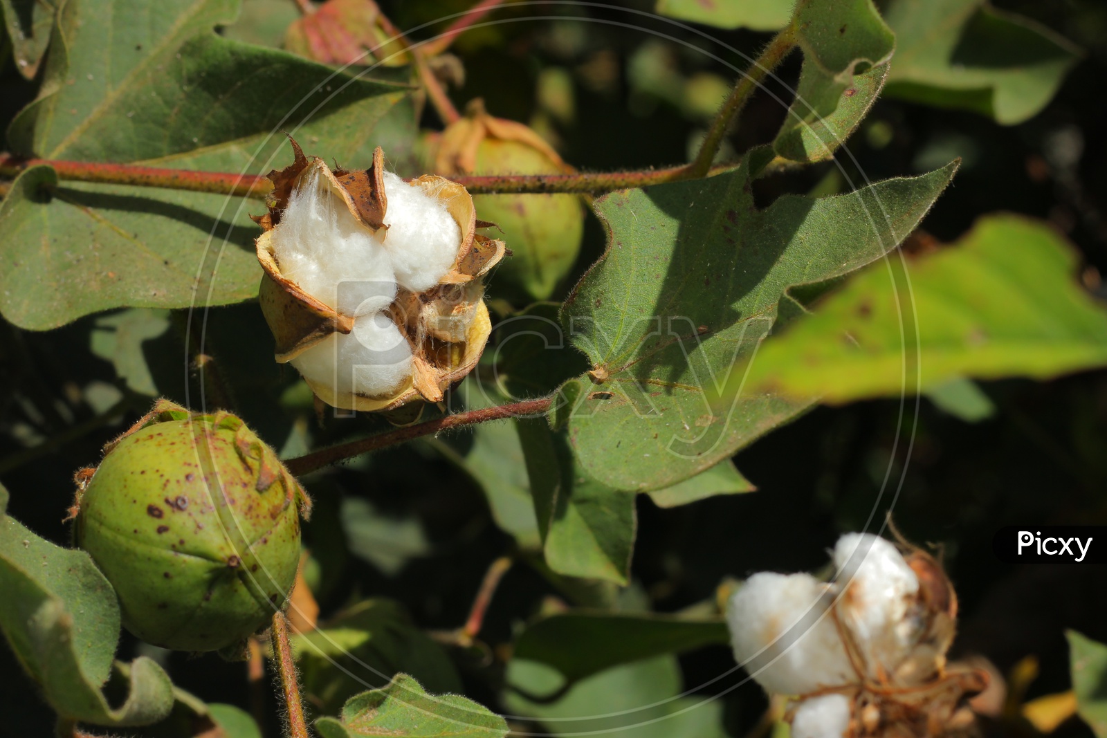 A Raw Cotton Ball on Cotton Plant Closeup Shot