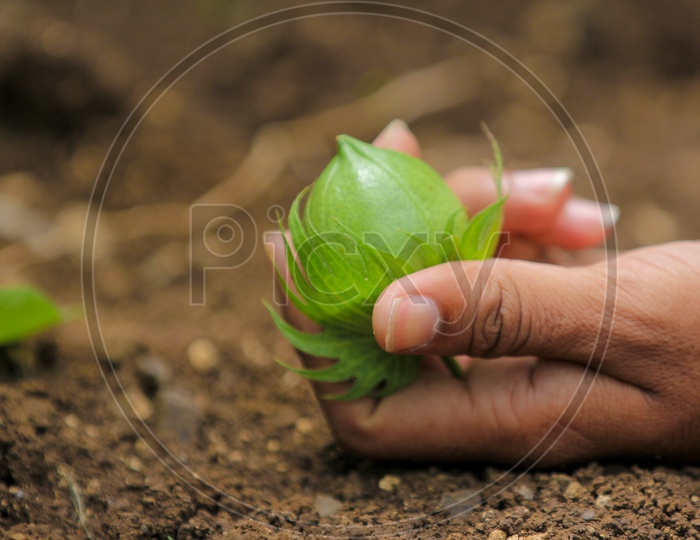 Green Raw Cotton Ball in Hands in a Cotton Field