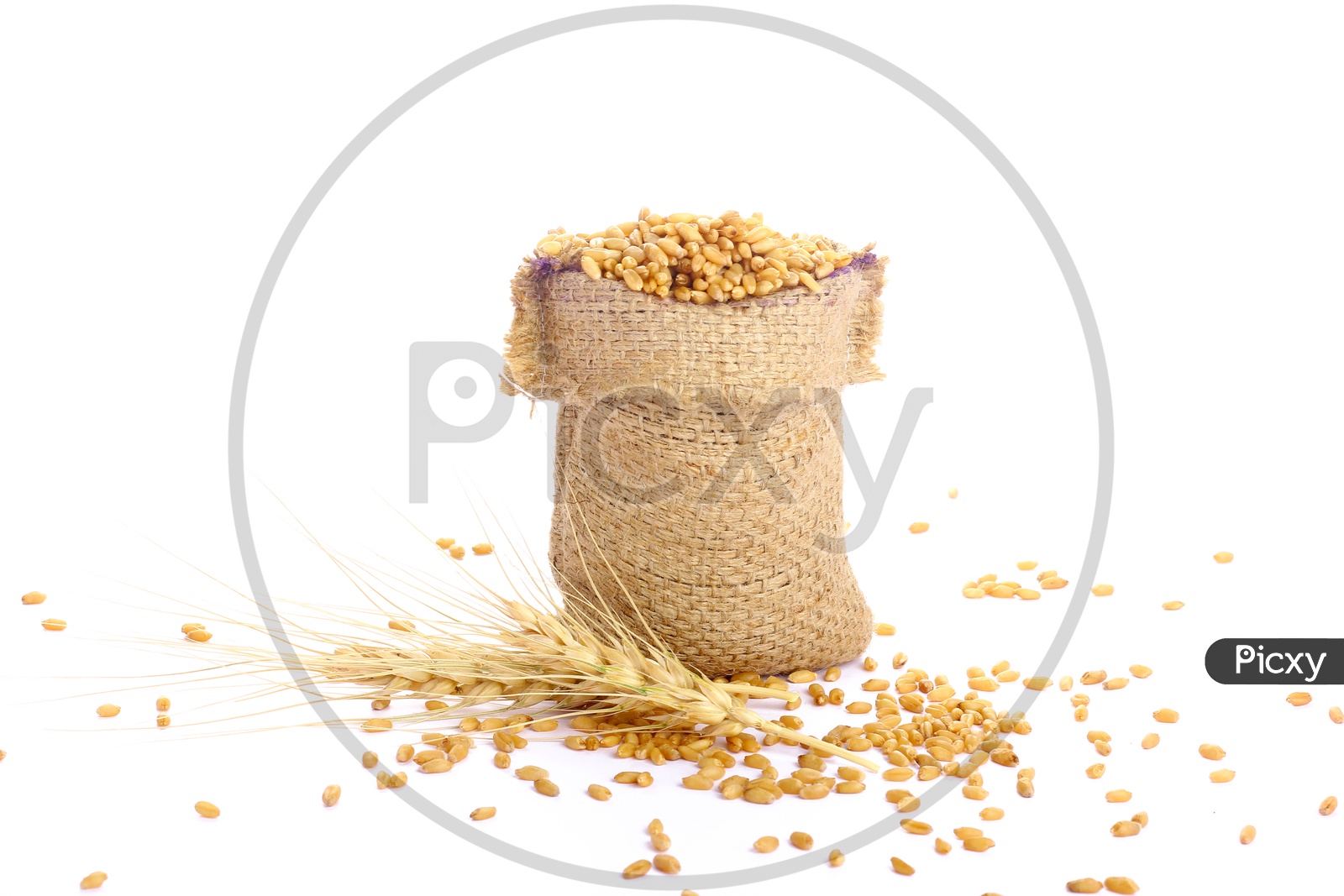 Raw Triticum in Sackbag with a white Background / Wheat Grains in Sackbags