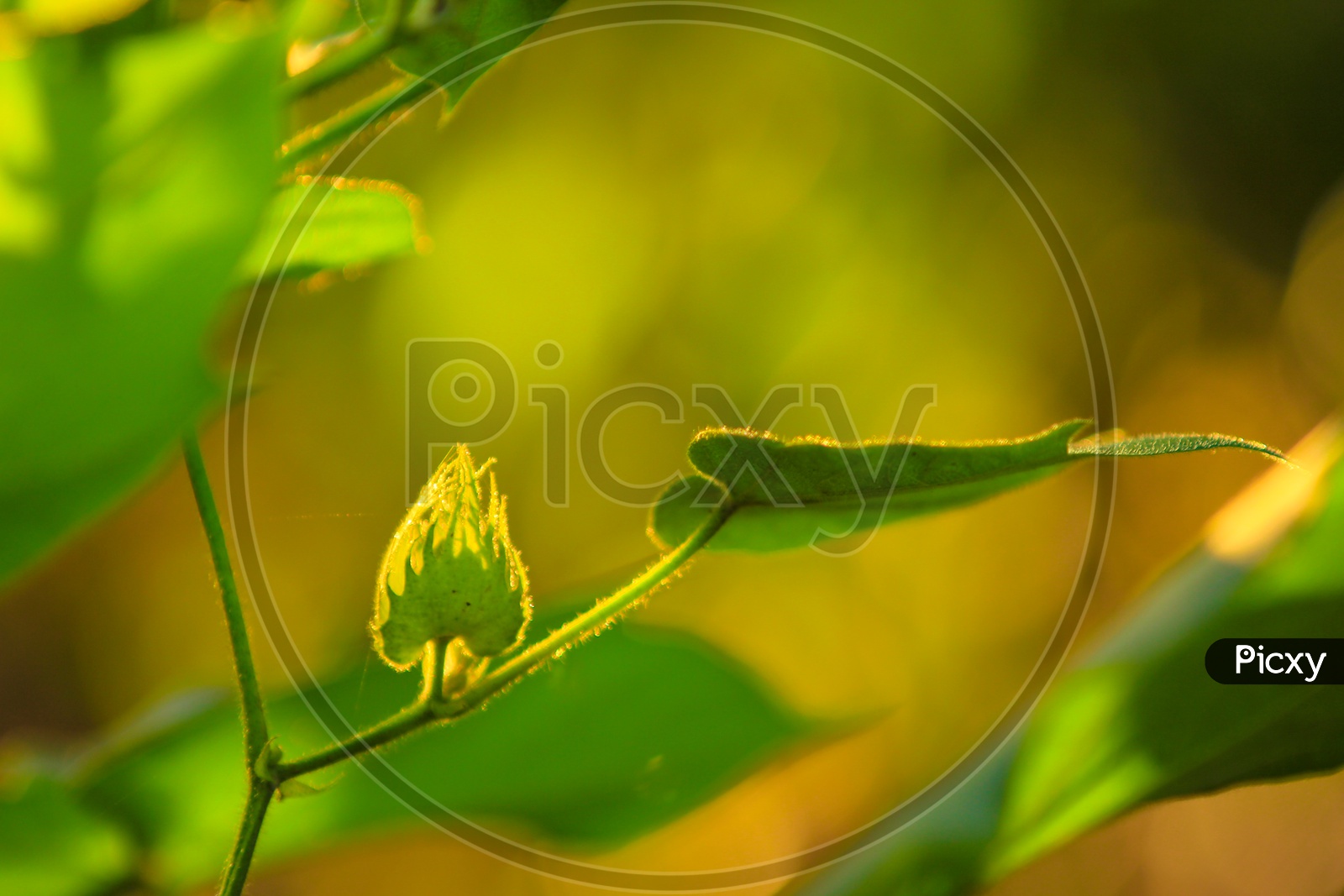 Green Cotton Crop Fields in India with Golden Sunlight on Plants  Closeup Shot