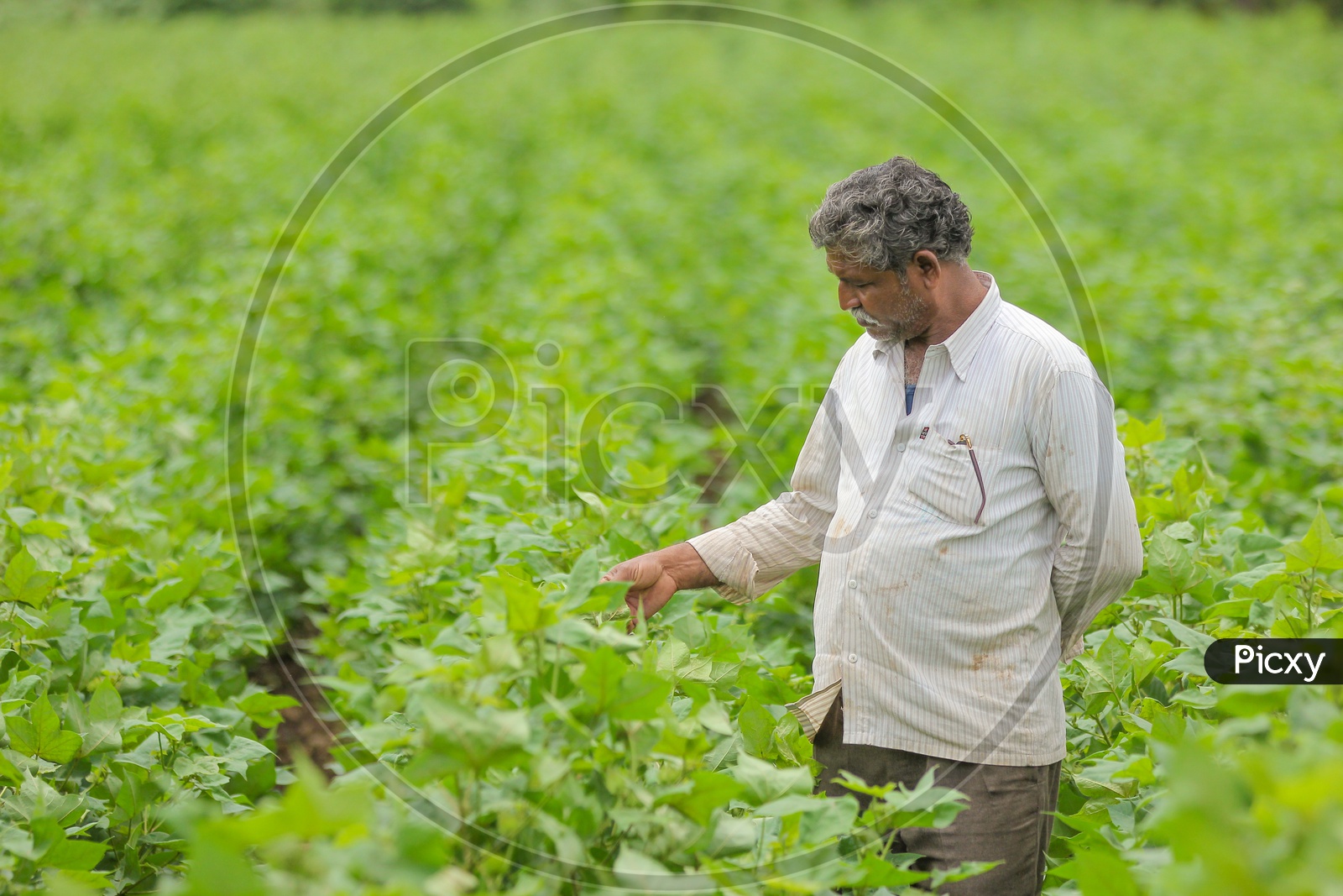An Indian Farmer in Cotton Field Inspecting the Crop
