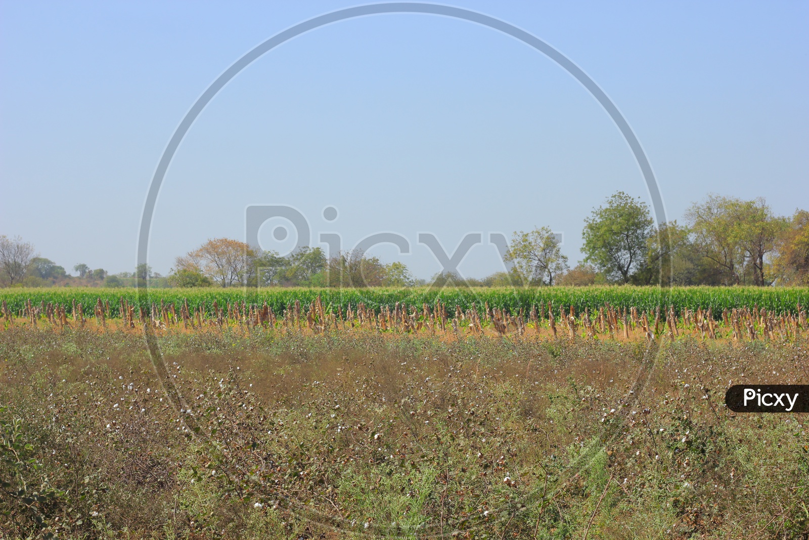 Agricultural Fields in India