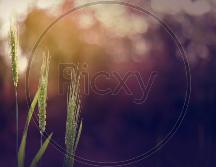 Raw Wheat Ear Closeup shot on a Green Field  Background