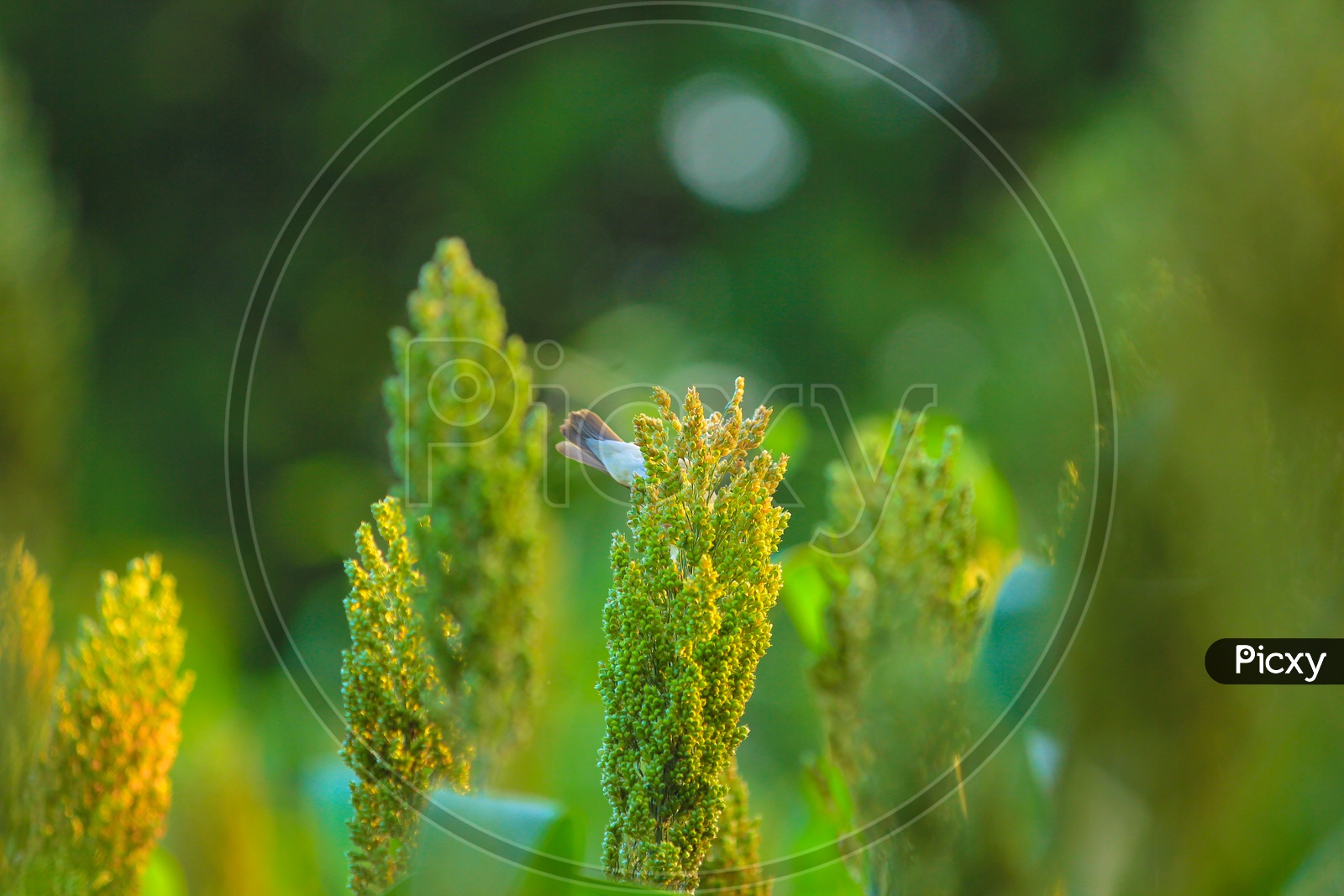 A Sparrow Eating Grains of Jowar in a Field Closeup Shot