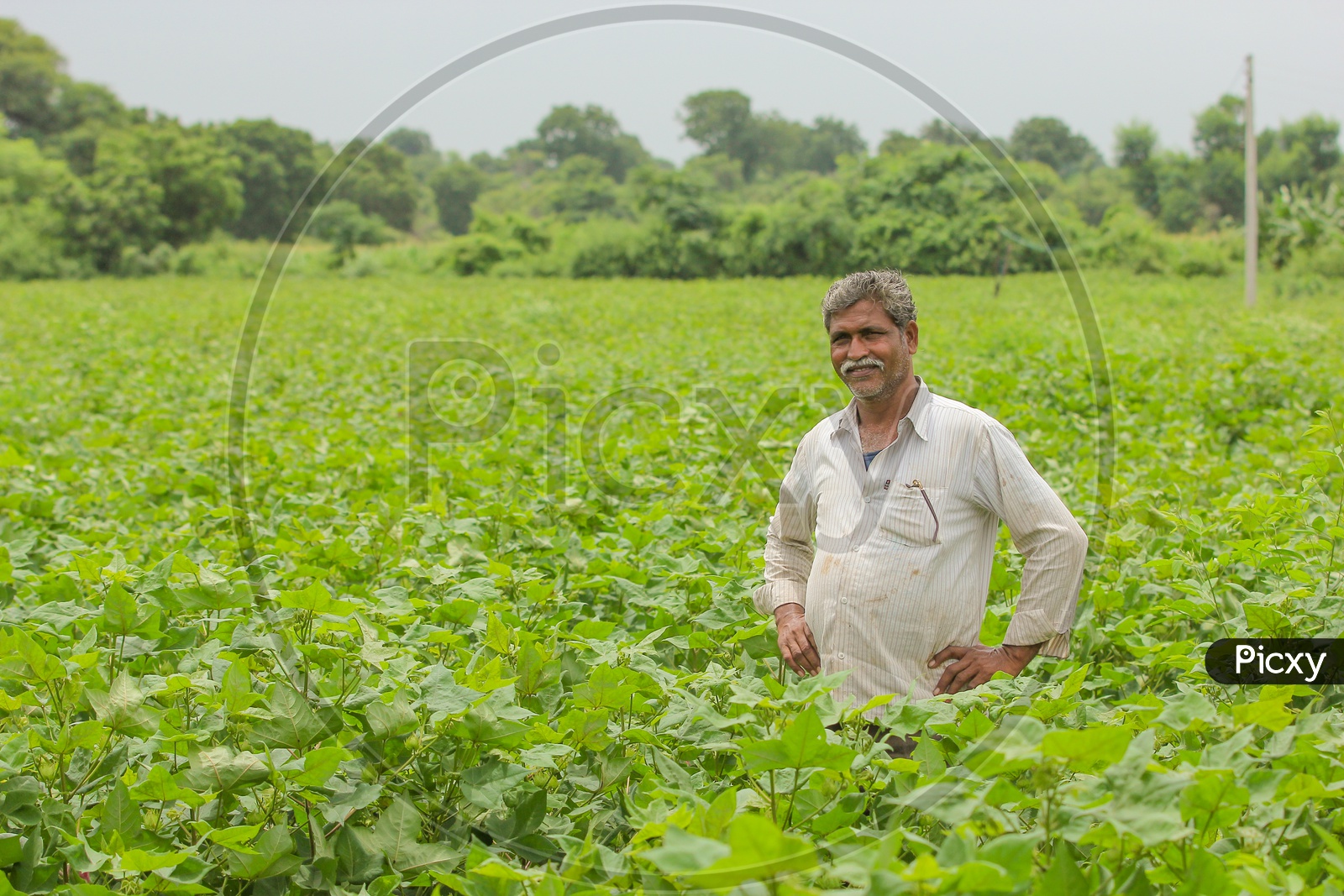 An Indian Farmer in Cotton Field and Smiling