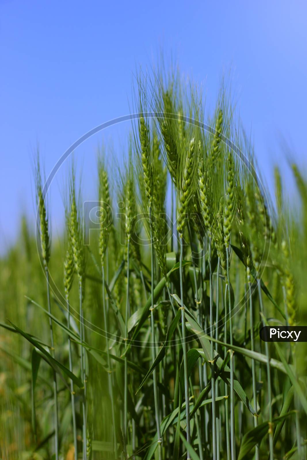 Wheat Crop  Field Closeup Shot with Blue Sky