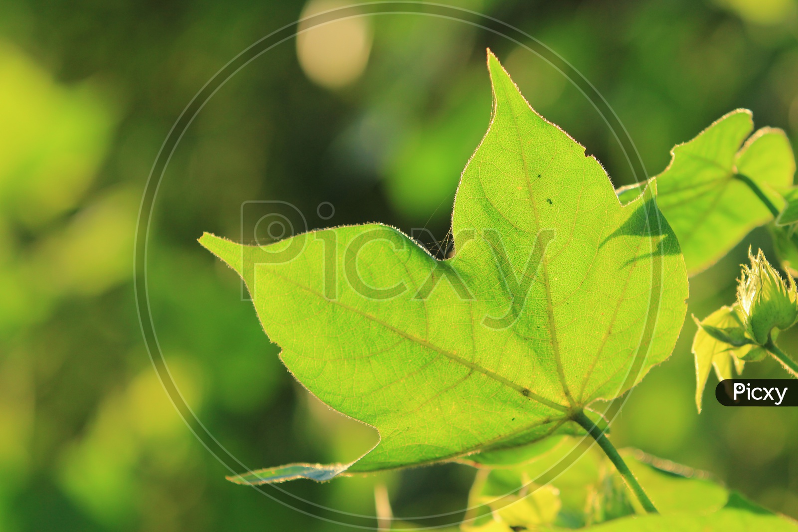 Cotton Plant Leaf Closeup Shot