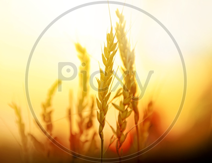Wheat Crop Ears in a Field over a Golden Sunset Background