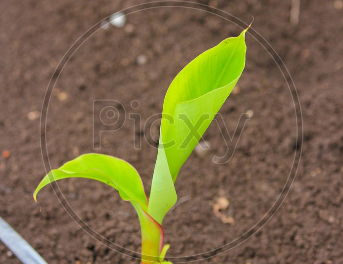 banana saplings planted in an order