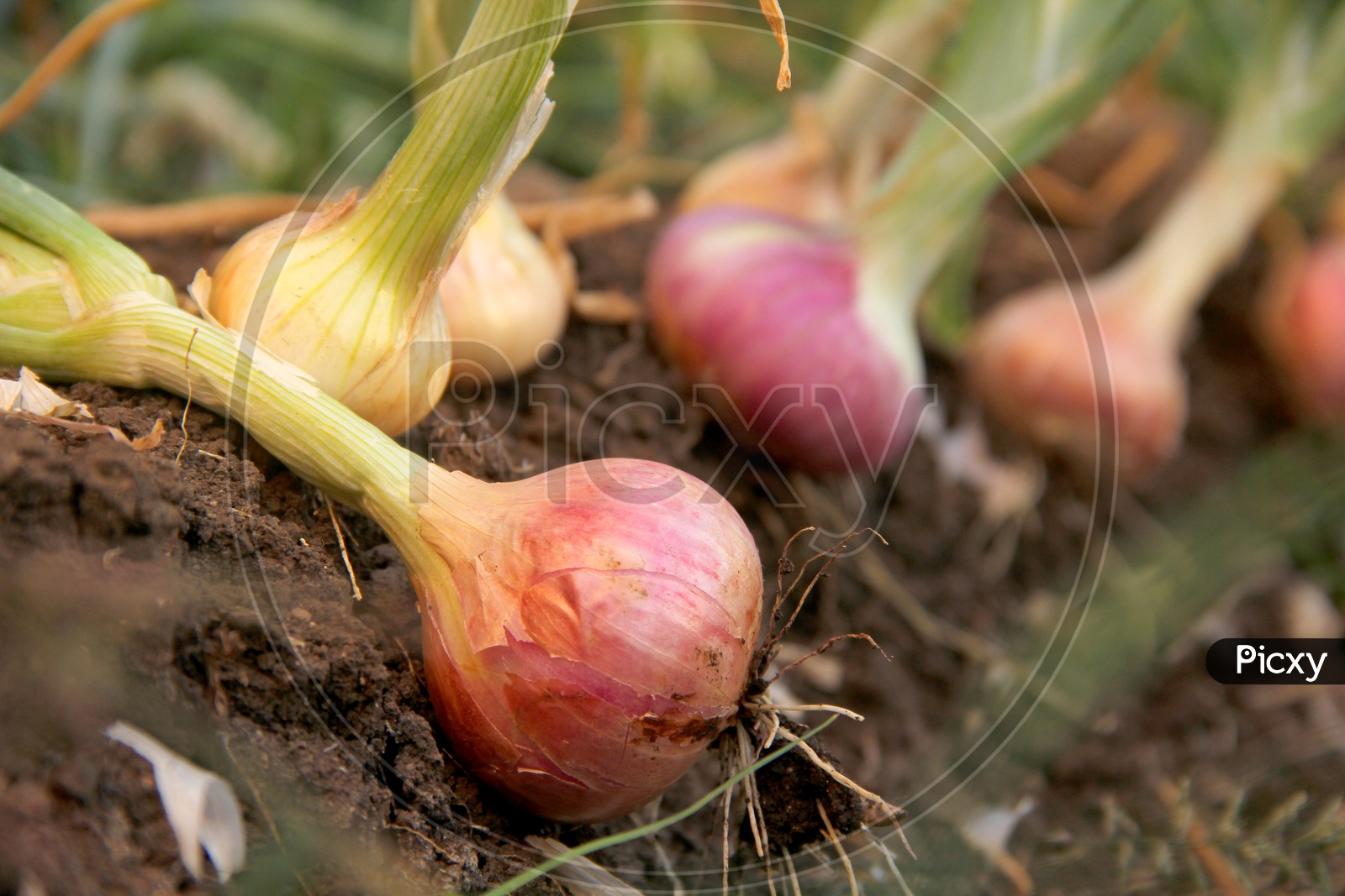 Red Onions Freshly Farmed Placed on Soil in a Field