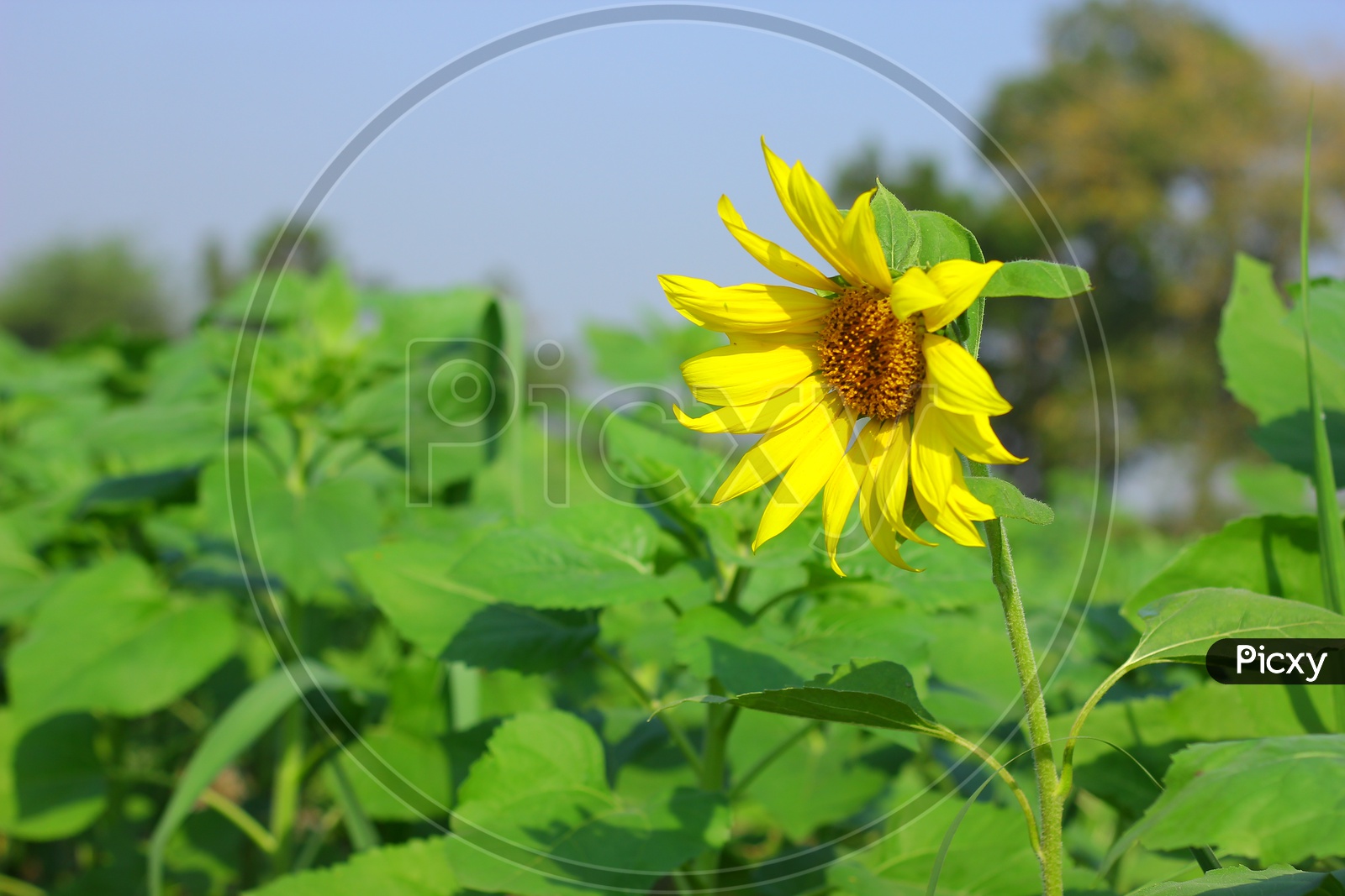 Sunflower Blooming in an Agricultural Feild / Sunflower in a Natural Green Feild  Background