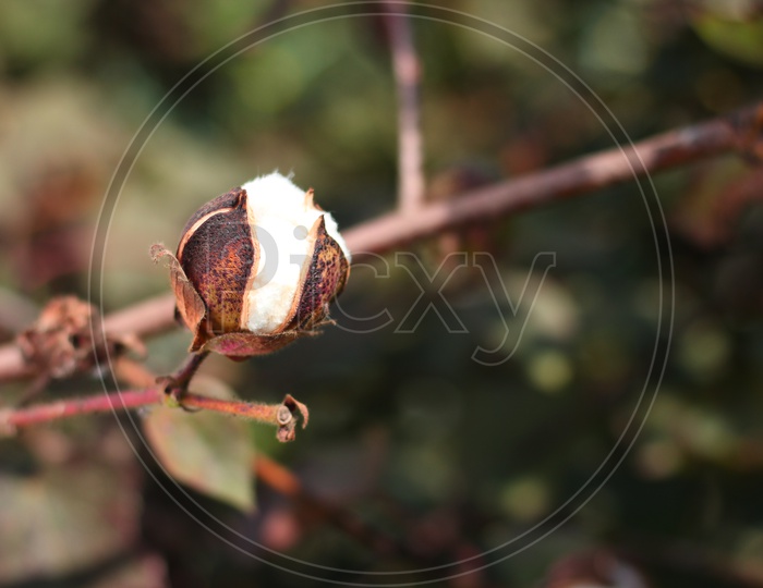 Cotton Plant  Flower ready for harvesting with a Sky  Background