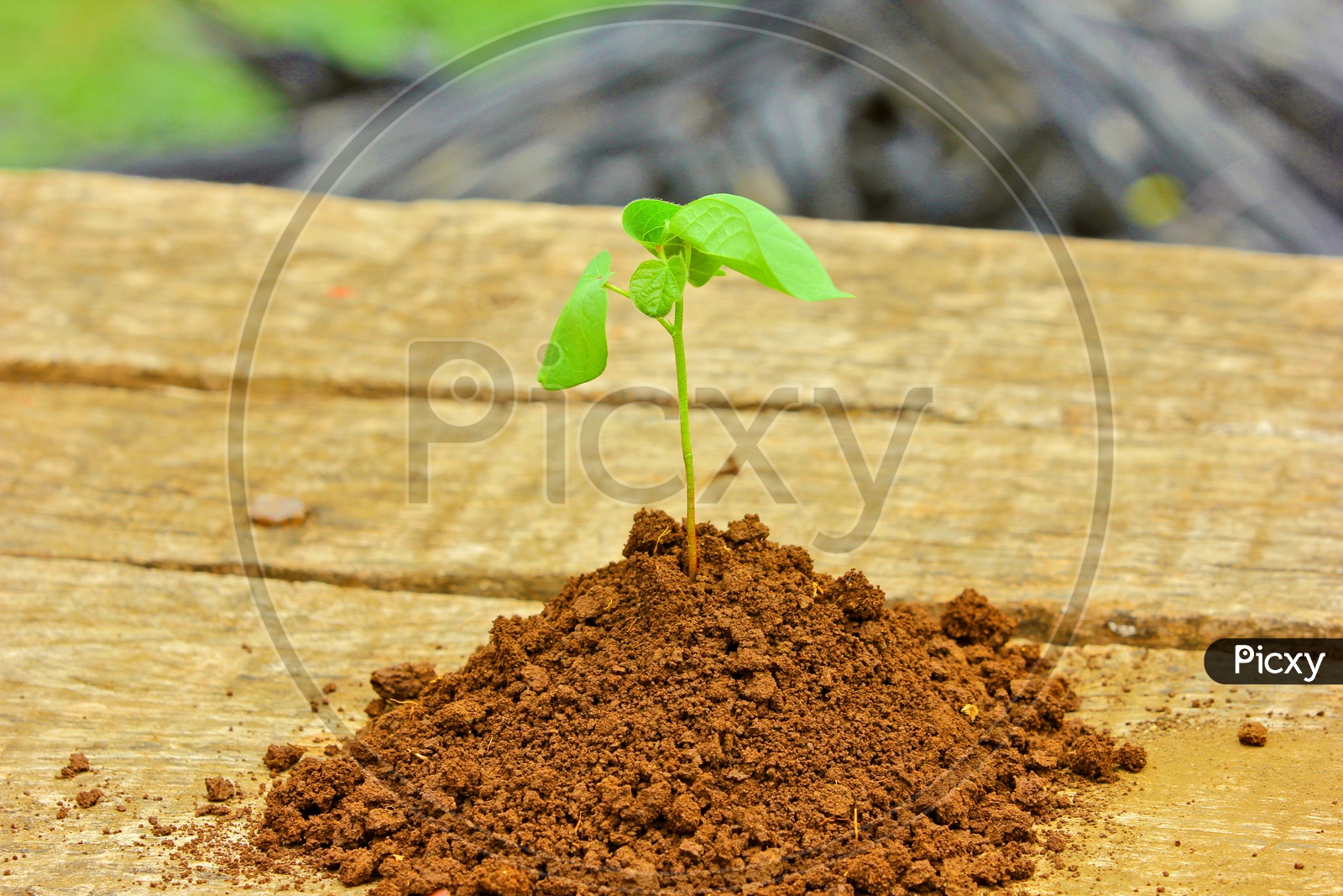 Plant Sapling Growing in Soil , Agricultural Concept Presentation