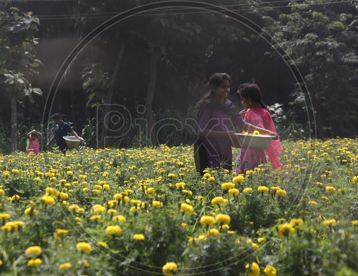 Two women smiling while picking the marigold flowers from a flower farm.