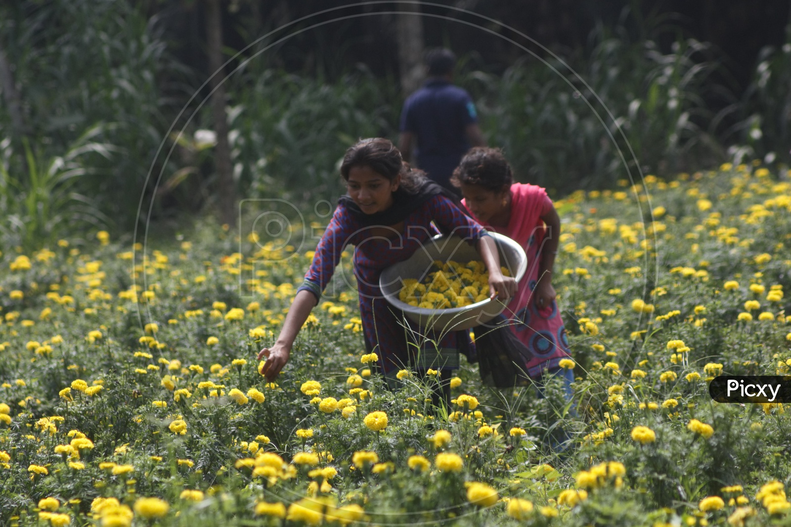 Two women picking marigold flowers from a flower farm.
