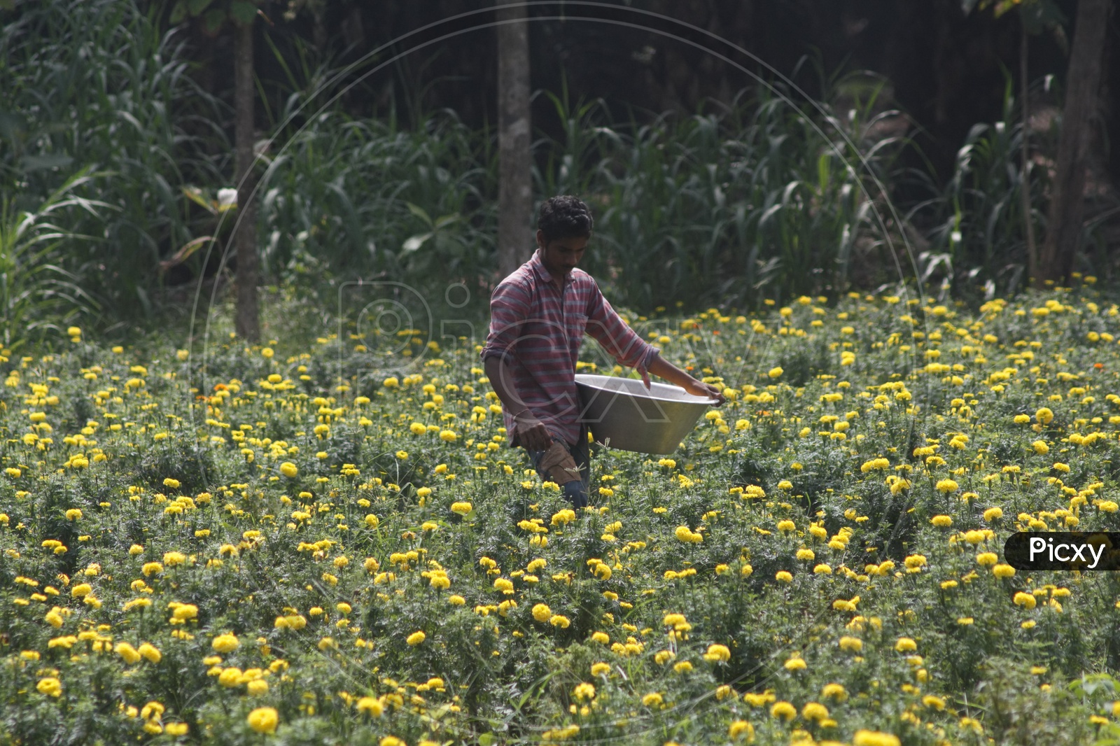 A  man picking marigold flowers from a flower farm.