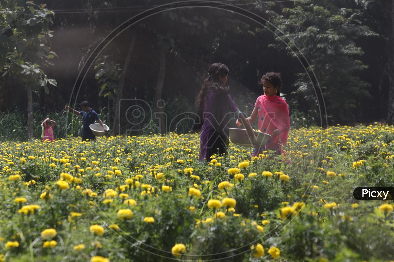 Two women smiling while picking the marigold flowers from a flower farm.