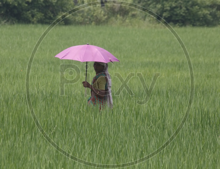 A woman in pink umbrella walking on a farm with a smiling face.
