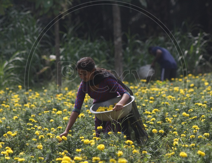 A woman picking marigold flowers from a flower farm.