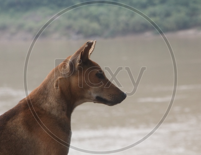 A Dog on the bank of river Godavari.