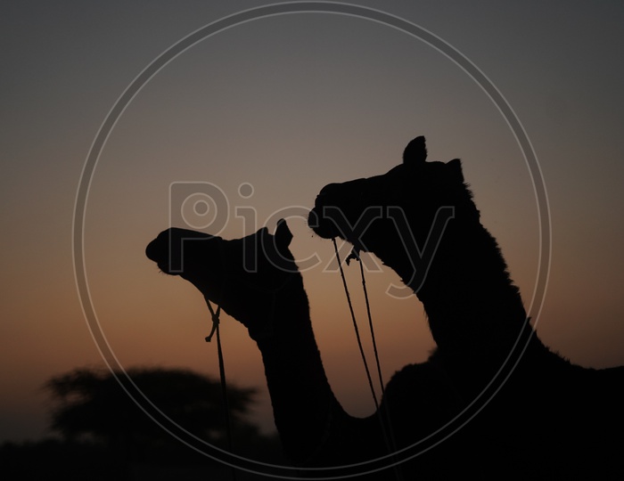 Silhouette of Camels in Pushkar Camel Fair