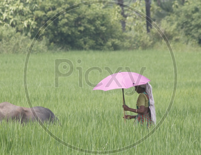 A woman in pink umbrella taking her cattle for grass feed.