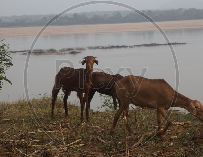 Goats on the bank of river godavari.