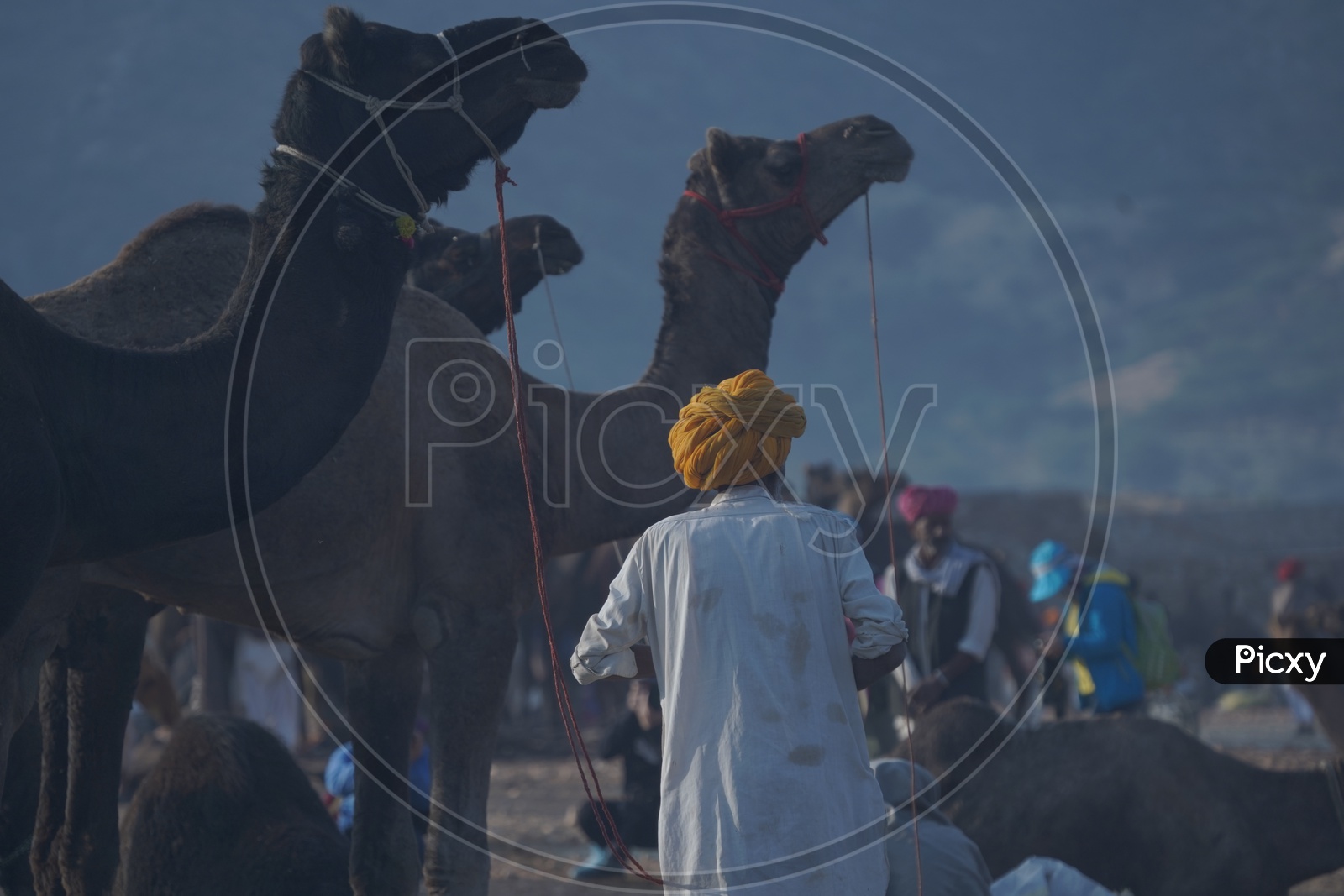 Man walking towards Camels in Pushkar Camel Fair