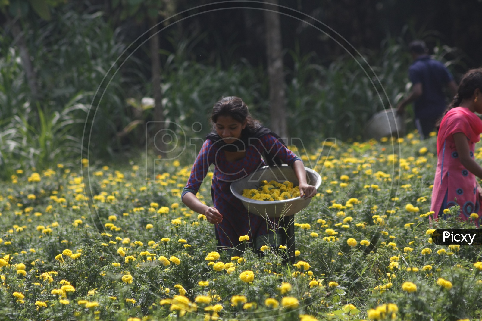 A woman picking marigold flowers from a flower farm.