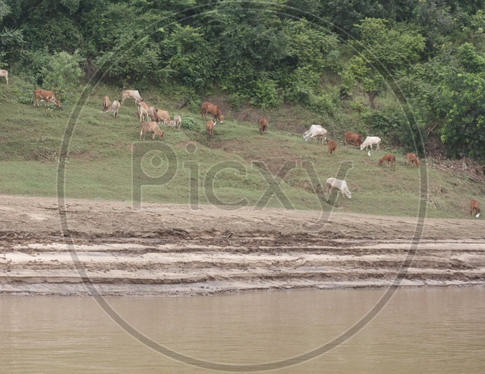Cattle eating grass at the bank of river godavari.