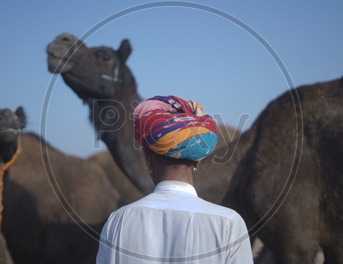 Rajasthani Man in Traditional Turban at Pushkar Camel Fair