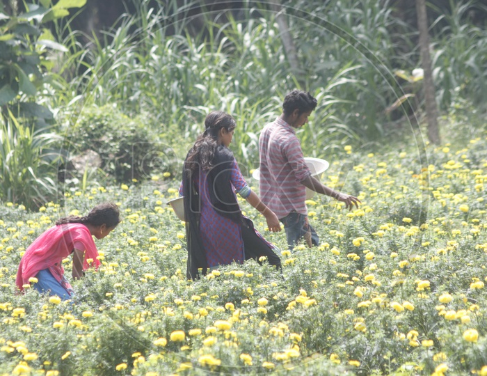 People picking marigold flowers from a flower farm.