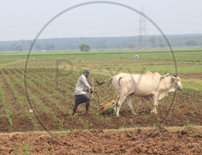 A Man ploughing his farm filed with the help of OX.
