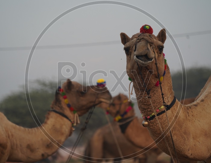 Camels In Pushkar Camel Fair