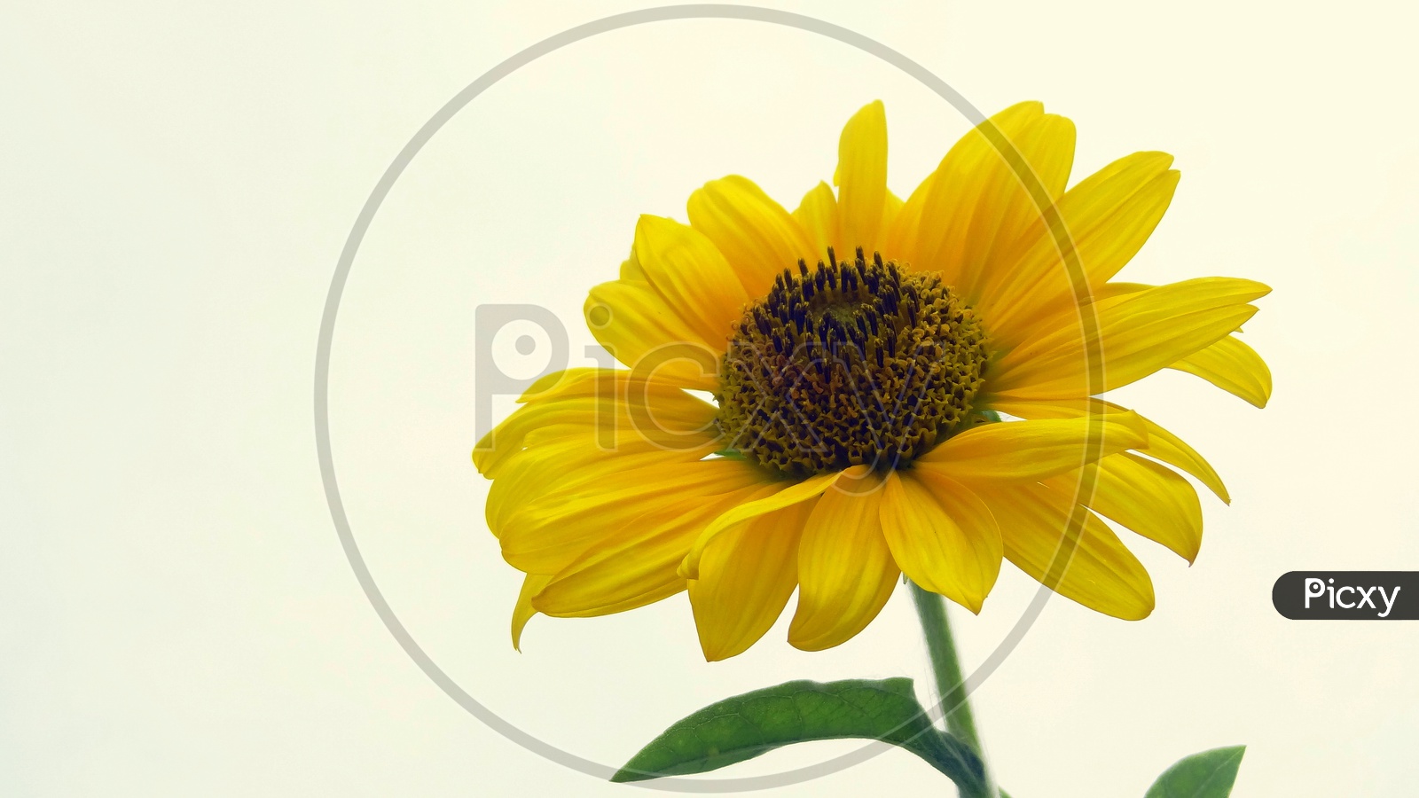 A Sun flower!