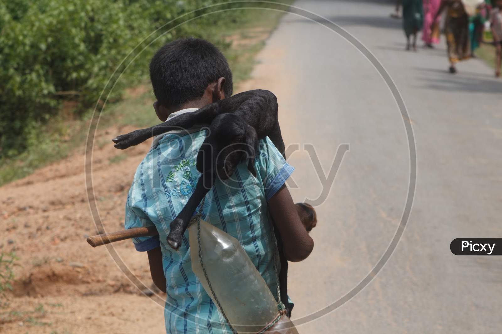 A Boy carrying a baby goat on his shoulder.